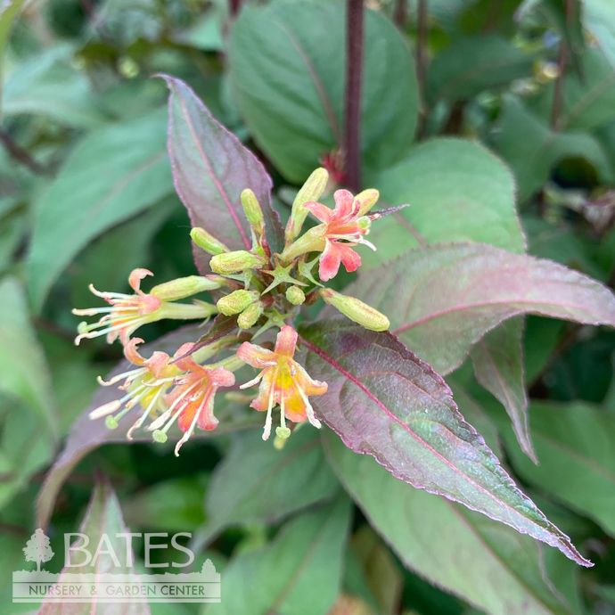 #3 Diervilla lonicera AB Ru-Bee Wren/ Low Bush Honeysuckle Native (TN)
