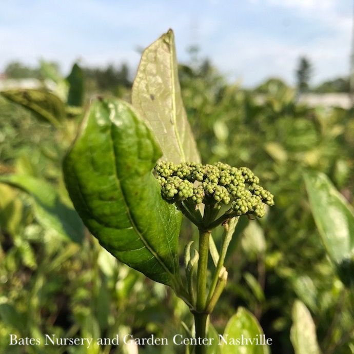 #3 Viburnum nudum AB Winterthur/ Smooth Witherod Native (TN)