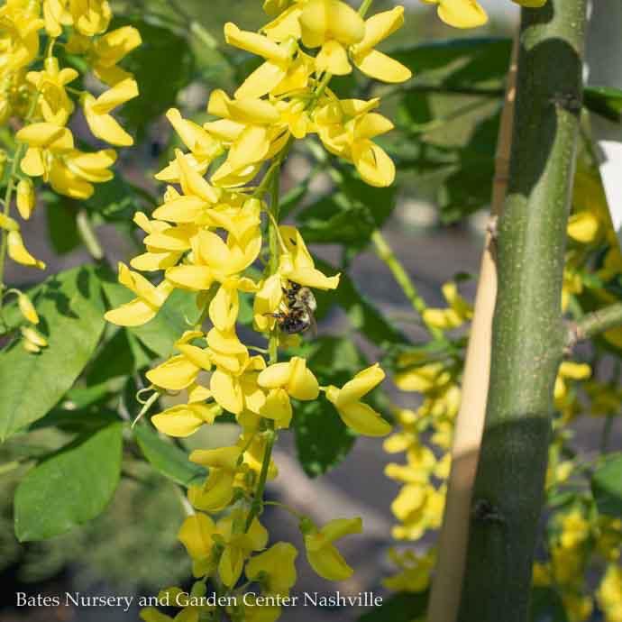 #5 Laburnum x wat Vossii/ Golden Chain Tree