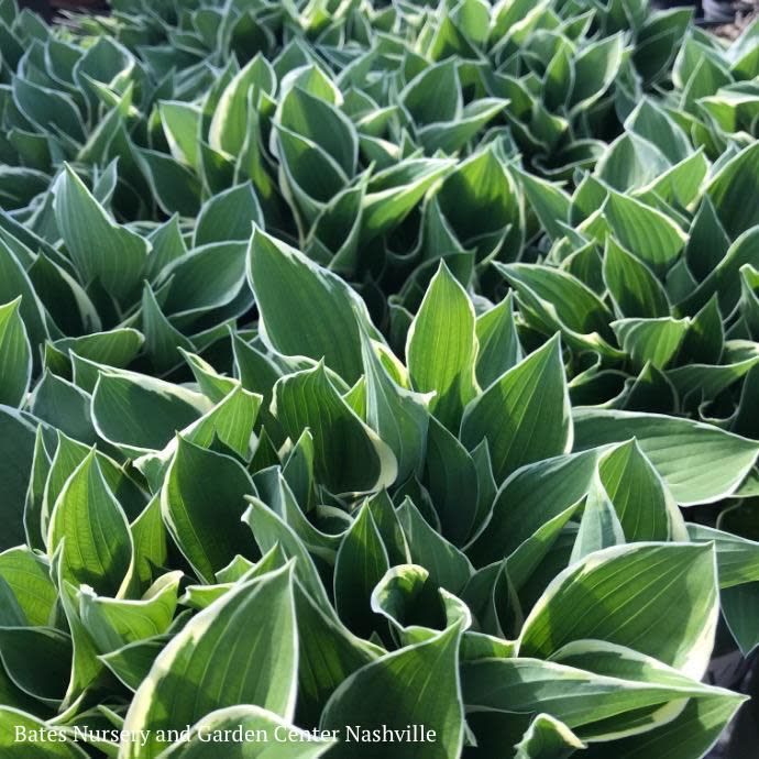 #1 Hosta x Francee/ Dark Green w/ White Margins