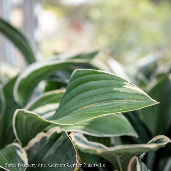 #1 Hosta x Francee/ Dark Green w/ White Margins