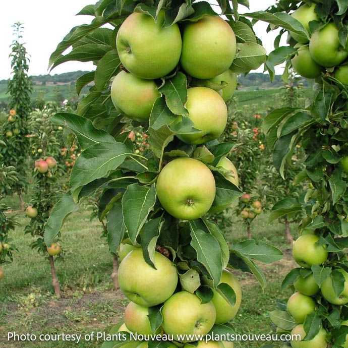 Edible #7 Malus Fruit Snacks 'Tangy Green'/ Columnar Apple