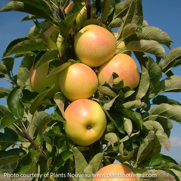 Edible #7 Malus x dom Fruit Snacks 'Golden Treat'/ Columnar Apple