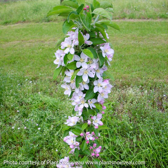 Edible #7 Malus x dom Fruit Snacks 'Golden Treat'/ Columnar Apple