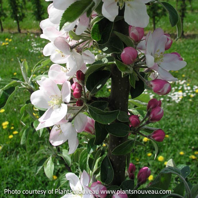 Edible #7 Malus x dom Fruit Snacks 'Blushing Delight/ Columnar Apple