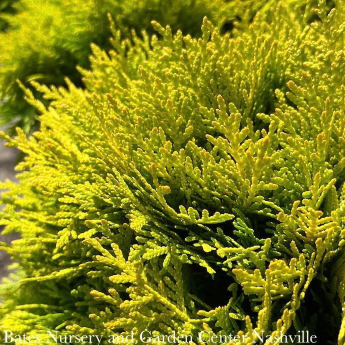 #5 Thuja occ Golden Child/ Arborvitae
