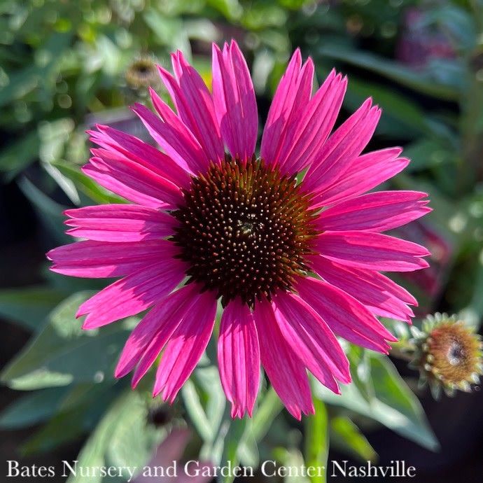 #1 Echinacea x Dark Shadows 'Wicked'/ Pink Coneflower