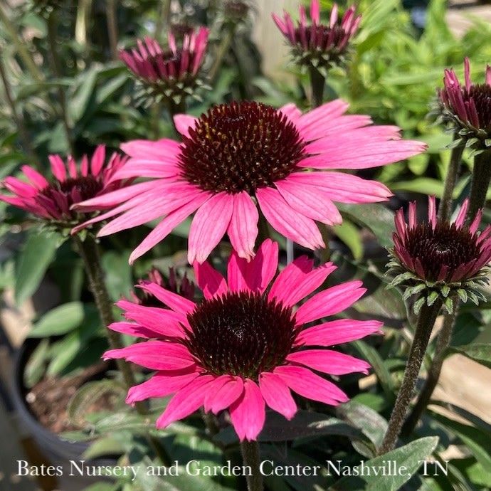#1 Echinacea x Dark Shadows 'Wicked'/ Pink Coneflower