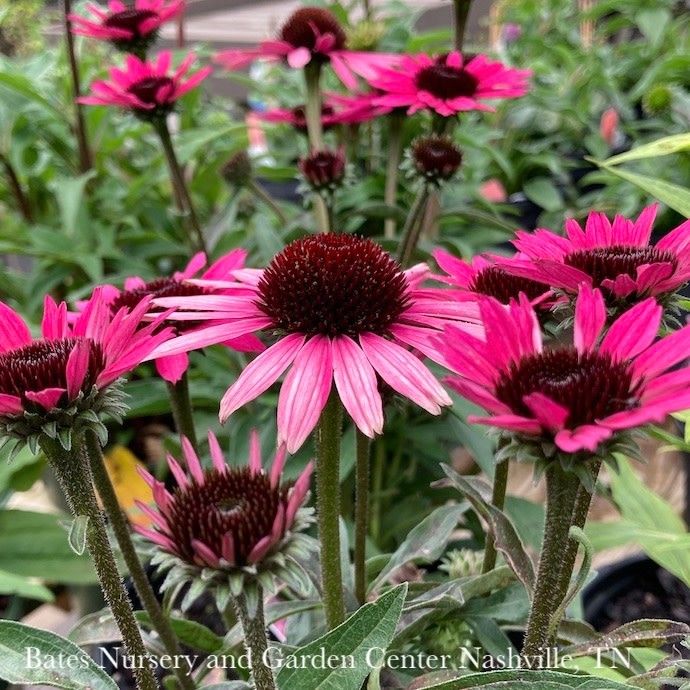 #1 Echinacea x Dark Shadows 'Wicked'/ Pink Coneflower