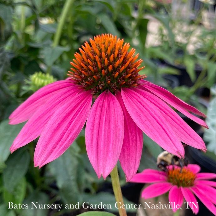 #1 Echinacea pur PowWow Wild Berry/ Coneflower Native (TN)