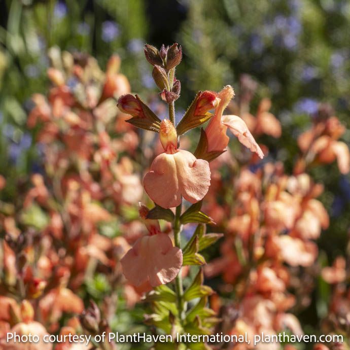#1 Salvia jamensis Vibe 'Ignition Orange' - No Warranty
