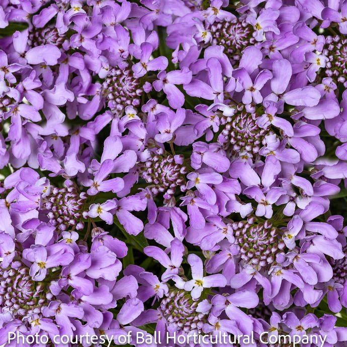 #1 Iberis x Arielle 'Pink'/ Candytuft