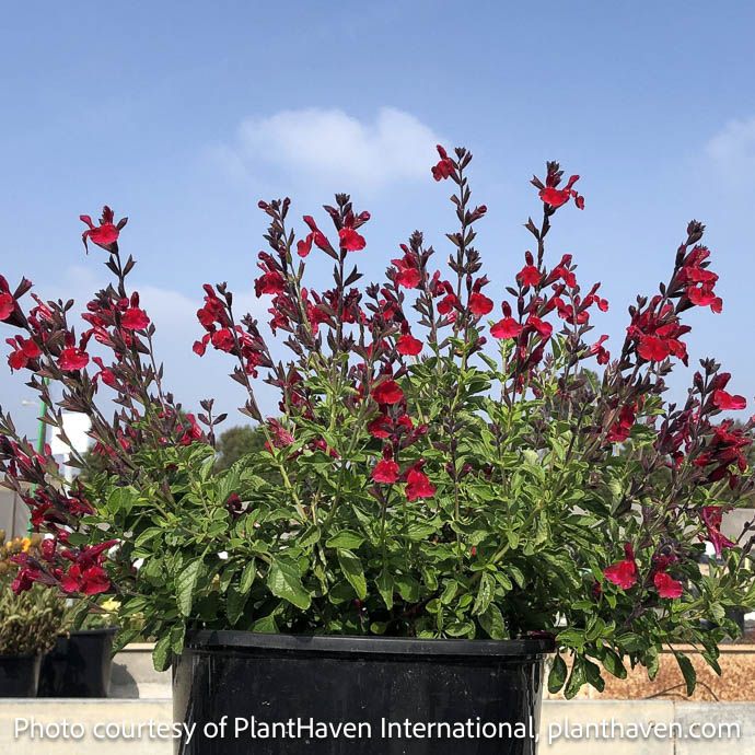#1 Salvia jamensis Vibe 'Ignition Cranberry' - No Warranty