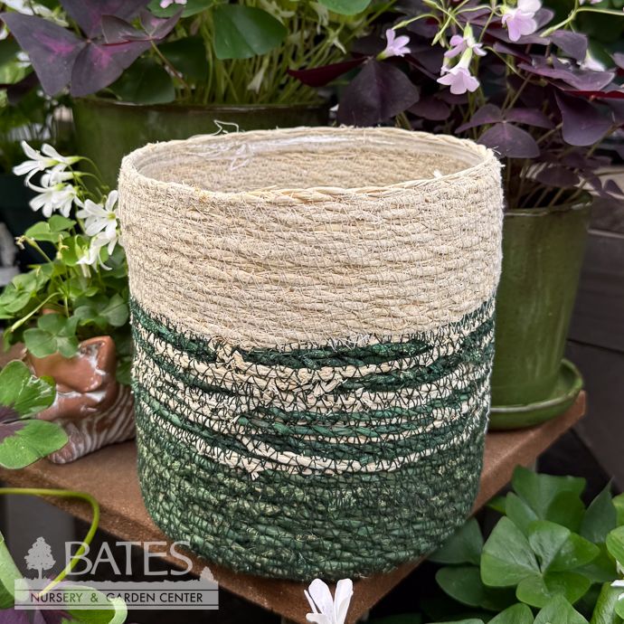 Pot Seagrass Handwoven 2-Tone Med 6x6 Ivory &amp; Green