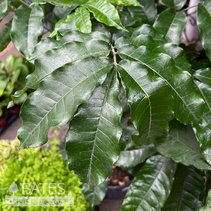 6p! Natal Mahogany Bush /Trichilia eme  /Tropical