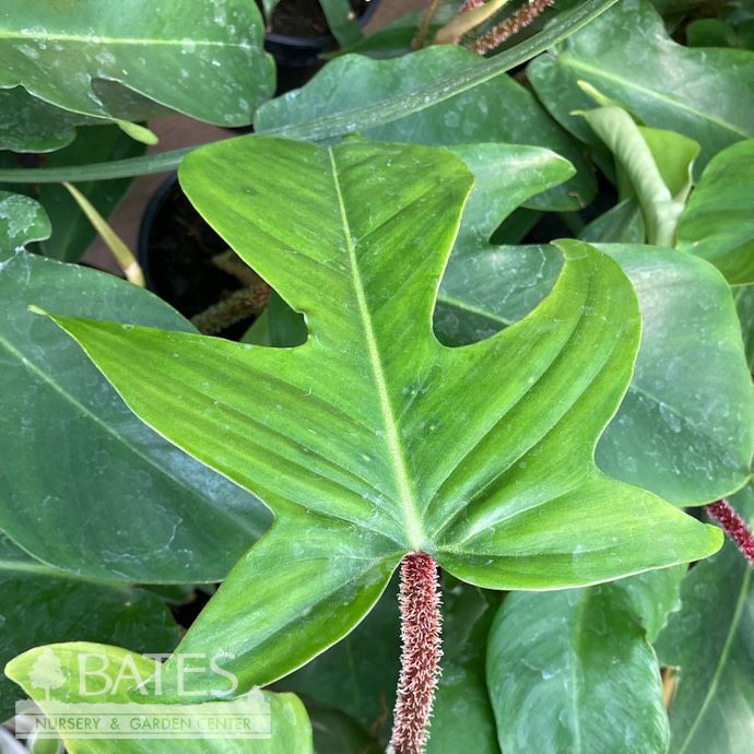 8p! Philodendron squamiferum Trellis /Florida Green  /Tropical