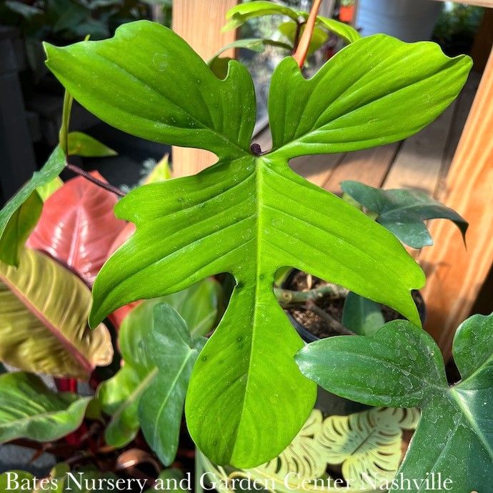 8p! Philodendron squamiferum Trellis /Florida Green  /Tropical