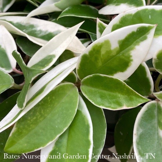 6hb! Hoya Carnosa Krimson Princess Hanging Basket /Tropical