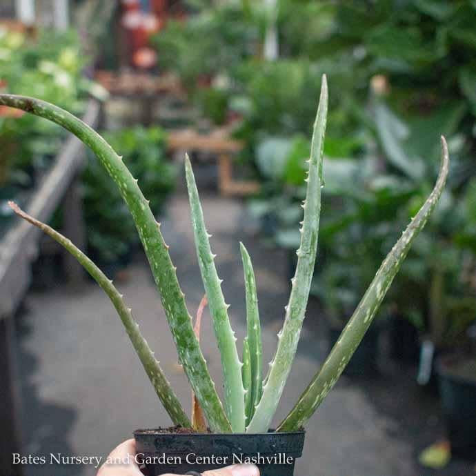 3.25p! Aloe Vera /Tropical
