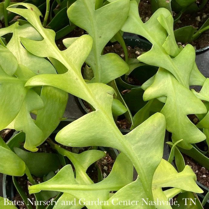 3p! Cactus Shark Tooth /Fern Leaf Orchid Cactus /Ephiphillium chrys (Selenicereus chrys) /Tropical