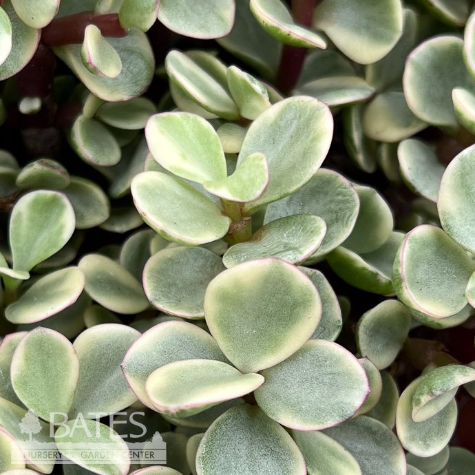 6p! Portulacaria Jade Dwarf Afra Variegated Heart Succulent /Tropical