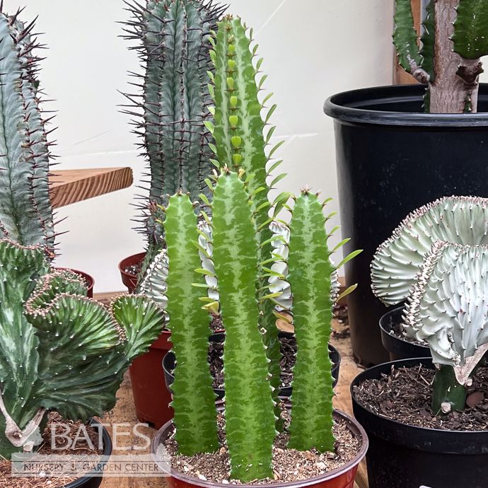 6p! Cactus Euphorbia Green Trigona / African Milk Tree /Tropical