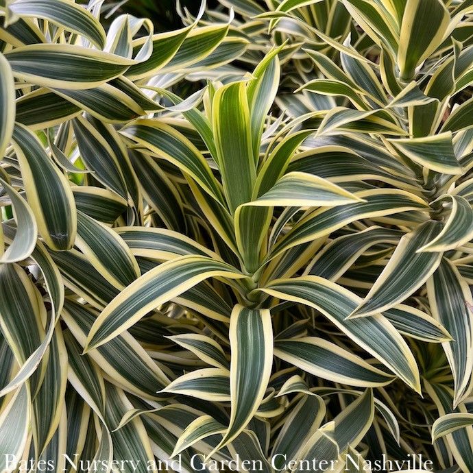 12p! Dracaena (Pleomele) reflexa Song of India Column /Tropical