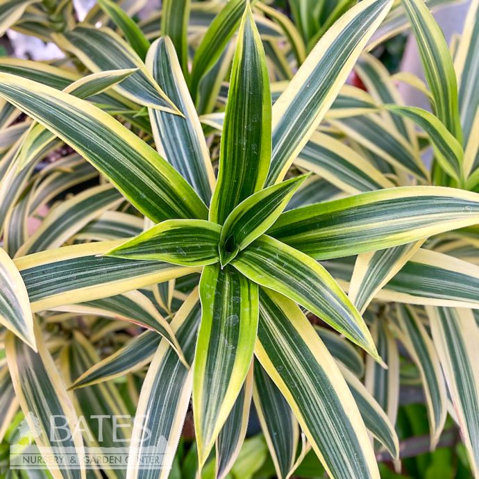 12p! Dracaena (Pleomele) reflexa Song of India Column /Tropical