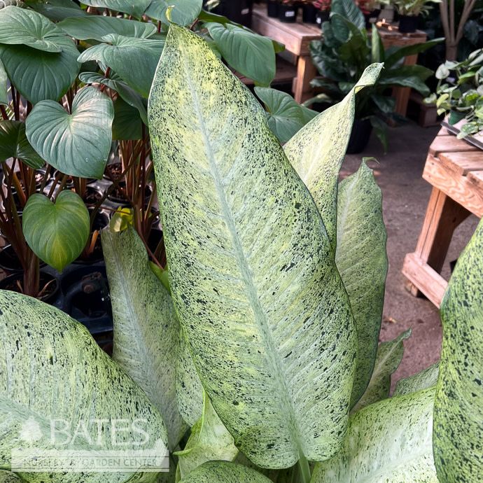 8p! Dieffenbachia Camouflage Premium/ Dumb Cane /Tropical