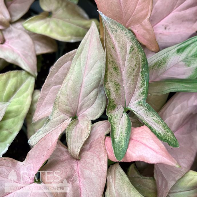 4p! Syngonium Pink Perfection /Arrowhead Plant /Nephthytis  /Tropical