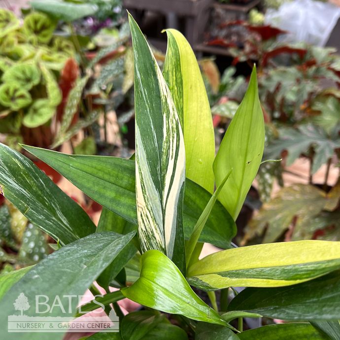 6p! Epipremnum amplissimum Variegated /Tropical