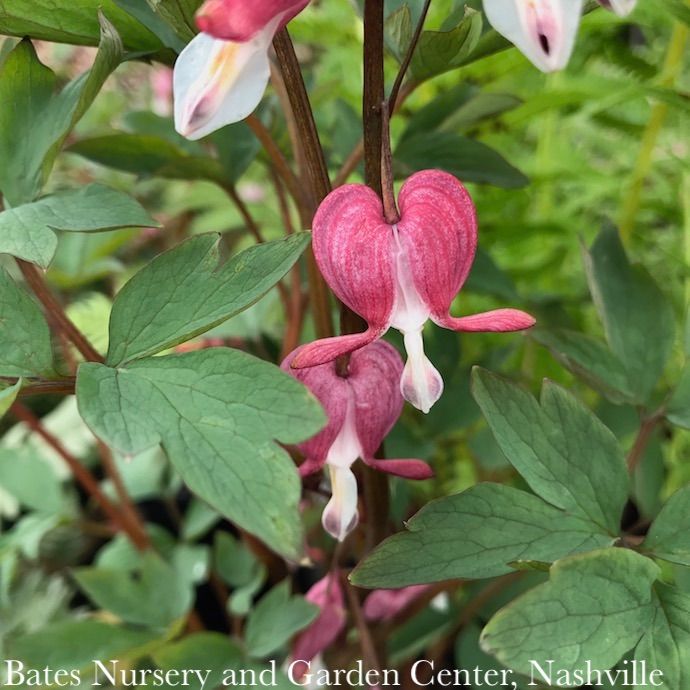 #1 Dicentra spect Valentine/ Bleeding Heart