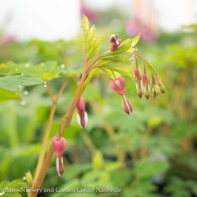 #1 Dicentra spect Valentine/ Bleeding Heart