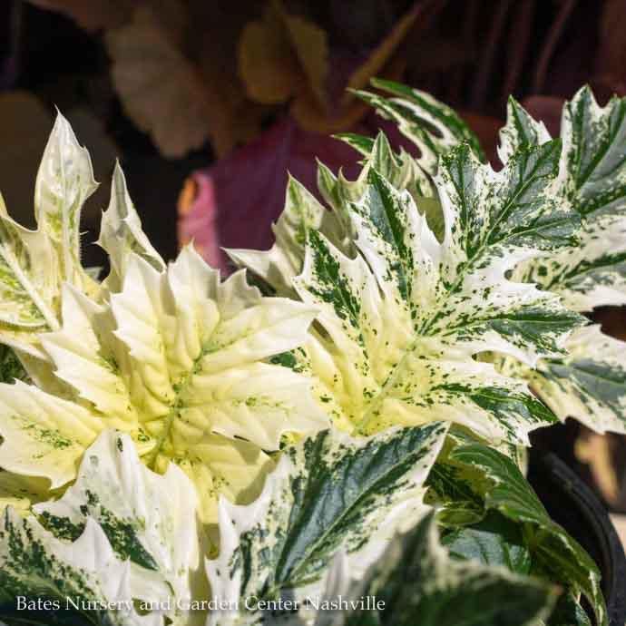 #1 Acanthus mollis Whitewater/ Variegated Bear's Breeches