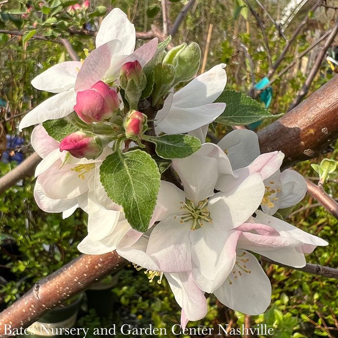 Edible #7 Malus Liberty/ Apple