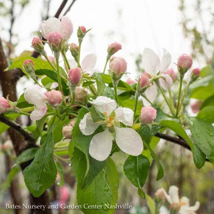 Edible #7 Malus Honeycrisp/ Semi-dwarf MidSeason Apple