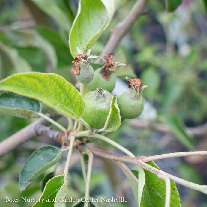 Edible #7 Malus Honeycrisp/ Semi-dwarf MidSeason Apple