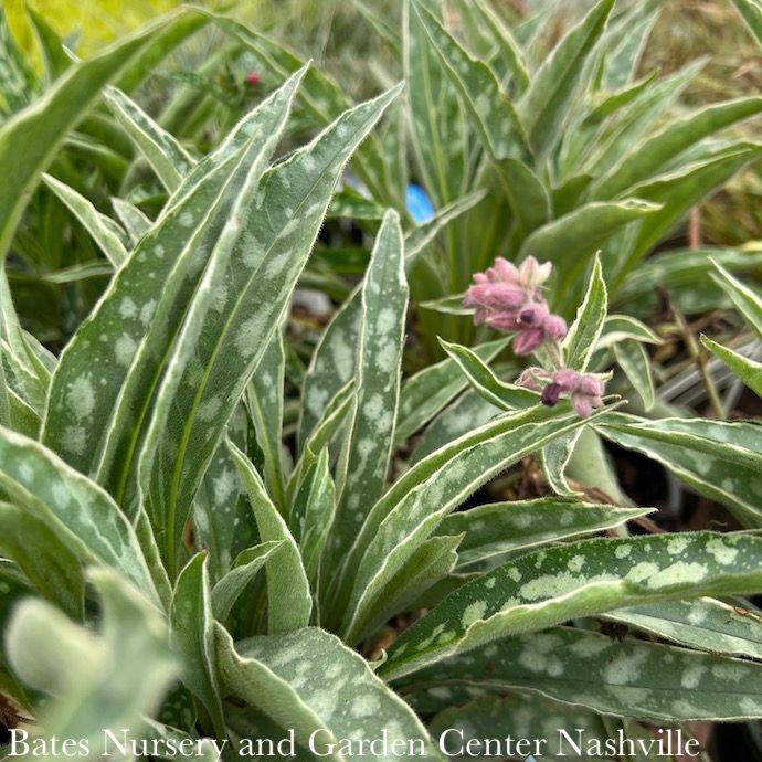 #1 Pulmonaria Raspberry Splash/ Lungwort