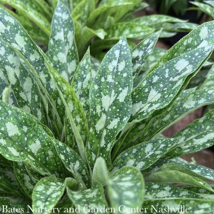 #1 Pulmonaria Raspberry Splash/ Lungwort