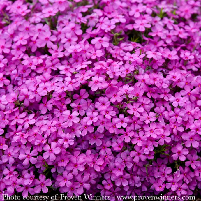 #1 Phlox x PW Spring Bling 'Ruby Riot'/ Creeping