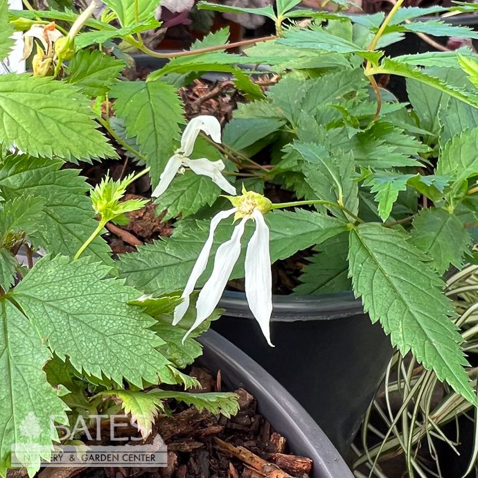 #1 Gillenia trifoliata (Porteranthus trifoliatus)/ Bowman's Root Native (TN)