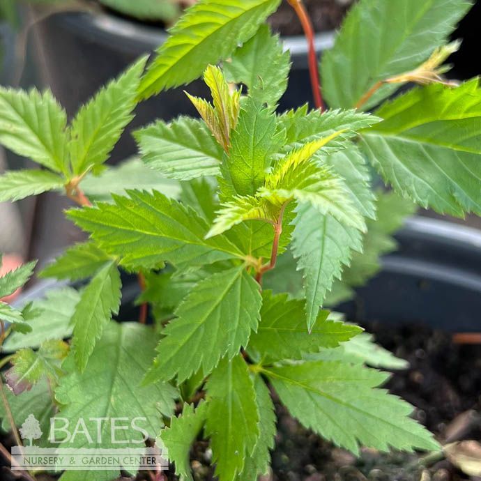 #1 Gillenia trifoliata (Porteranthus trifoliatus)/ Bowman's Root Native (TN)