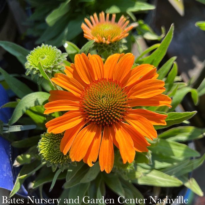 #1 Echinacea x Prima 'Saffron'/ Gold Coneflower