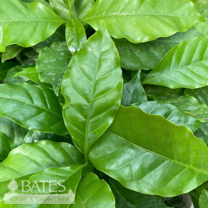 #2 Coffea arabica / Coffee Plant / Tropical