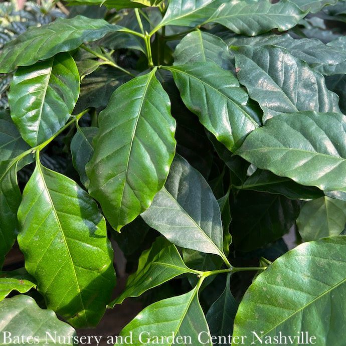 #2 Coffea arabica / Coffee Plant / Tropical
