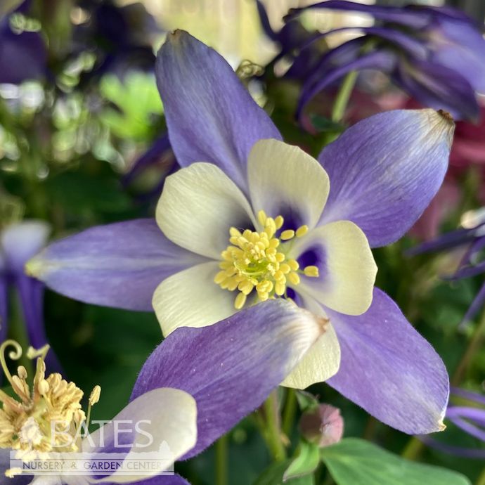 #1 Aquilegia caerulea PW Kirigami Deep Blue &amp; White/ Columbine