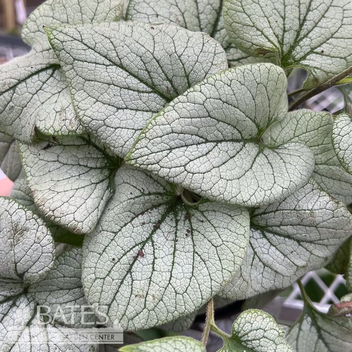 #1 Brunnera mac Frost Magic/ Siberian Bugloss