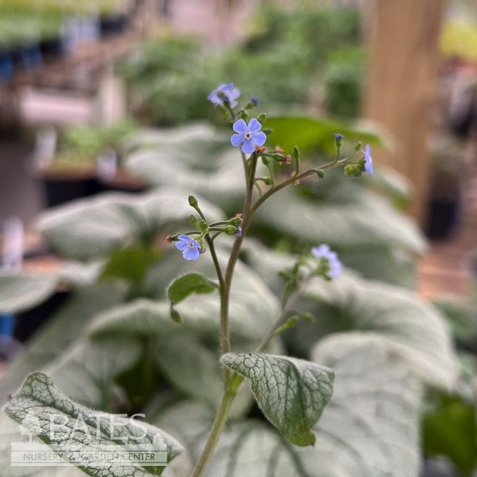 #1 Brunnera mac Frost Magic/ Siberian Bugloss