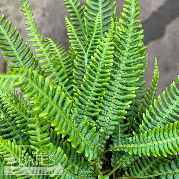 #1 Blechnum spicant/ Deer Fern