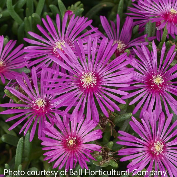 #1 Delosperma coop Early Bird Purple/ Ice Plant